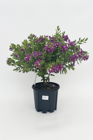 Polygala Touffe 55cm x D19