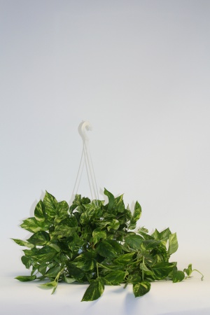 Pothos Scindapsus Aureus Suspension 50cm x D20