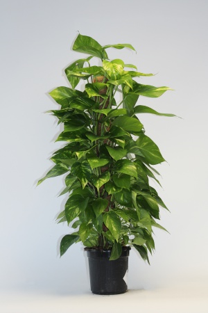 Pothos Scindapsus Aureus Tuteur 75cm x D17