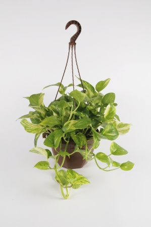 Pothos Scindapsus suspension 40cm x D20