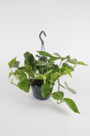 POTHOS Scindapus retombant 25cm-D15