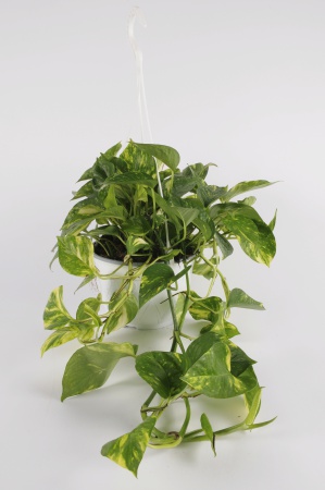 POTHOS Scindapus suspension 30cm-D16