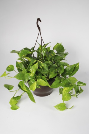 Pothos Scindapus suspension 45cm x D30