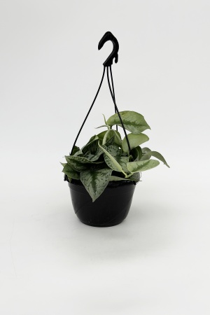 Pothos Scindapus Trebie suspension 40cm x D20