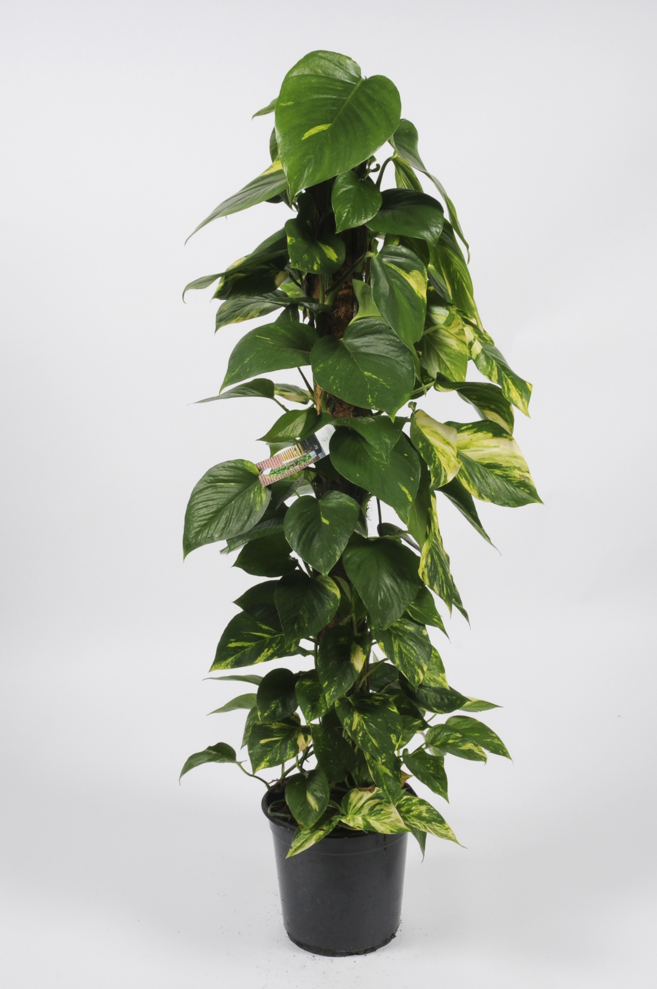 Monstera Deliciosa 125cm, Livraison plantes d'intérieur