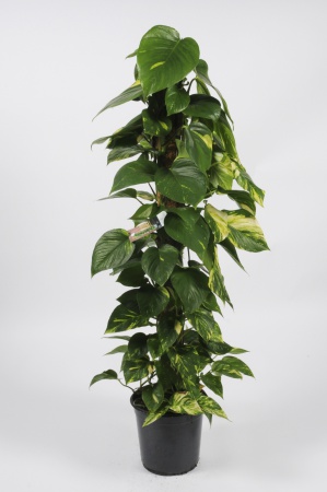 POTHOS Scindapus tuteur 125cm-D22