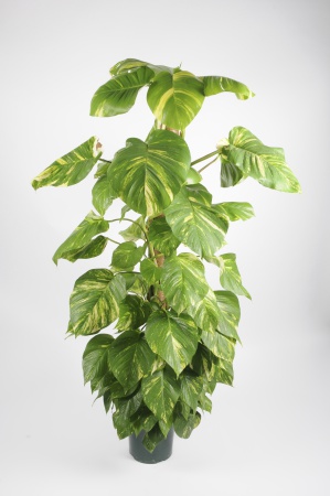 POTHOS Scindapus tuteur 150cm-D24