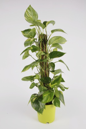 POTHOS Scindapus tuteur 60cm-D17