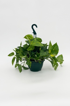 Pothos Suspension 50cm x D20