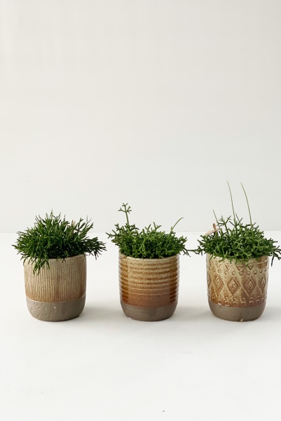 Rhipsalis Mixte 18cm x D9