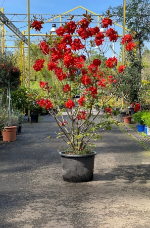 Rhododendron Luteum Royal Command 140cm x 25L