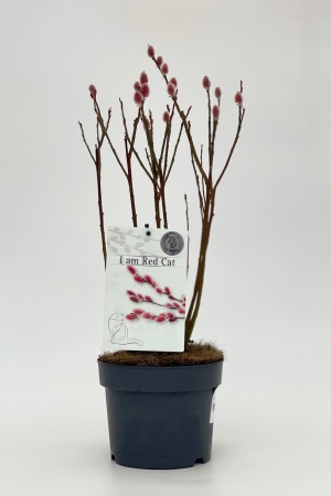 Salix Gracilistyla Mount Aso H60cm x D17