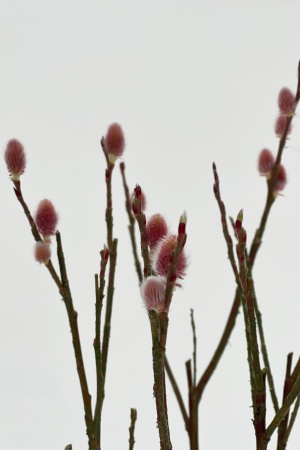 Salix Gracilistyla Mount Aso H60cm x D17