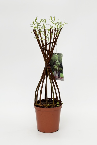 Salix Hybrid Americana R100cm