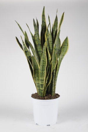 Sansevieria 60cm x D21