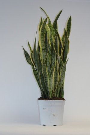 Sansevieria 90cm x D27