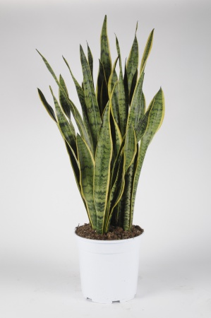 Sansevieria 95cm x D24