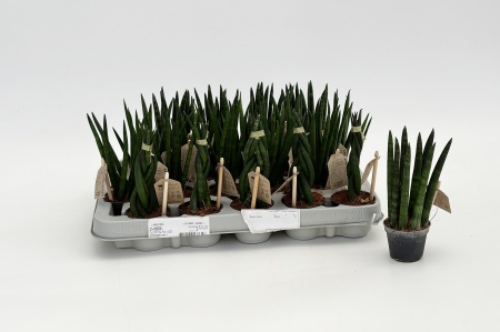 Sansevieria Cylindrica Mix 20cm x D6