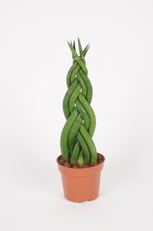 Sansevieria Cylindrica Twister 40cm x D12