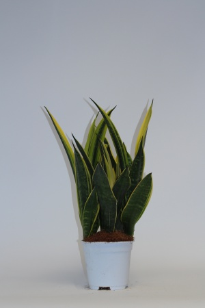 Sansevieria Golden Flame 50cm x D17