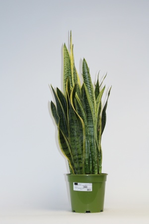 Sansevieria Laurentii 60cm x D21