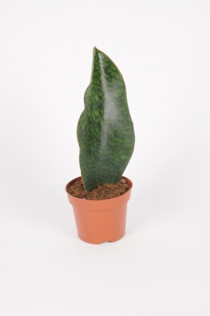 Sansevieria Masoniana Victoria 35cm x D12