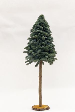 Sapin sur Pied Nobilis 60cm (+pied 60cm)