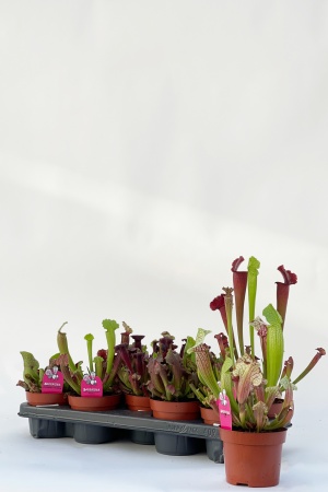 Sarracenia 45cm x D