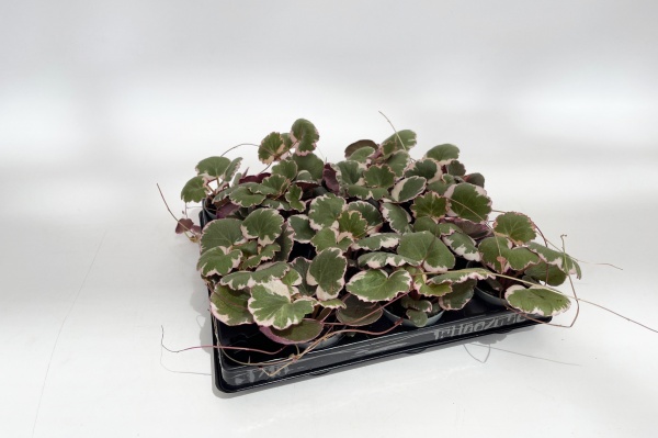 Saxifrage Stolonifera Tricolor 14cm x D6