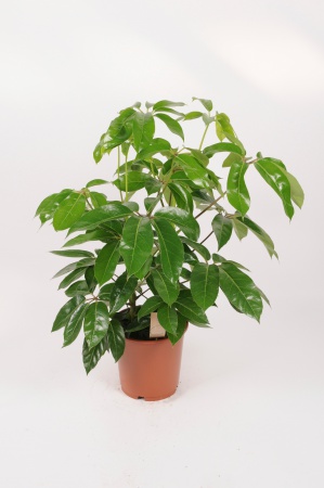 Schefflera Actinophylla Amate 95cm x D24