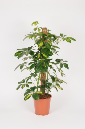 Schefflera Amate XL - 150cm  Grande plante d'intérieur populaire 