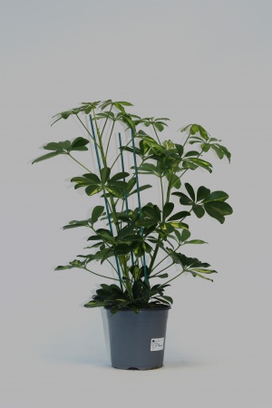 Schefflera Gold 3Pieds 60cm x D17