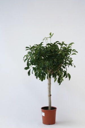 Schefflera Tige 95cm x D23