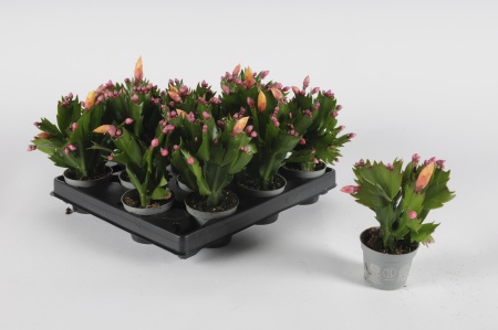 Schlumbergera 14cm x D6