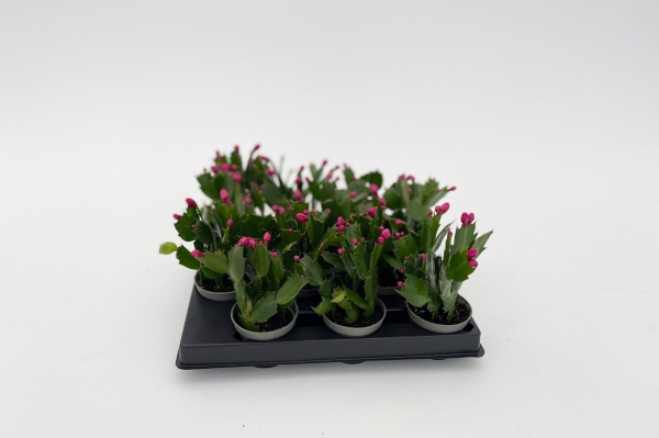 Schlumbergera 14cm x D6