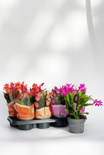 Schlumbergera 40cm x D13