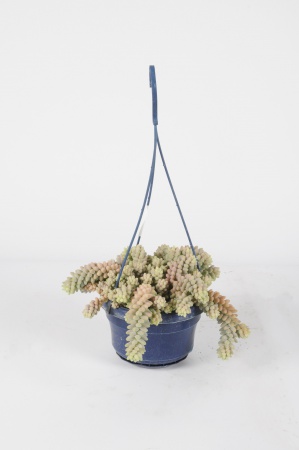 Sedum Burrito 38cm x D14