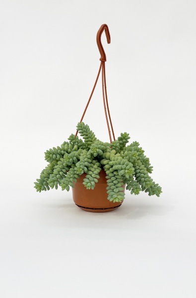 Sedum Burrito Suspension 20cm x D14