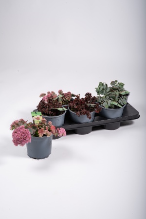 Sedum Mixte 20cm x D15