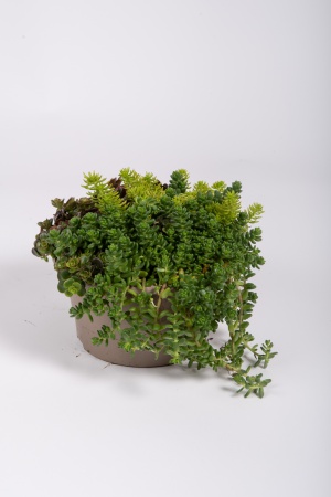 Sedum Mixte 20cm x D17