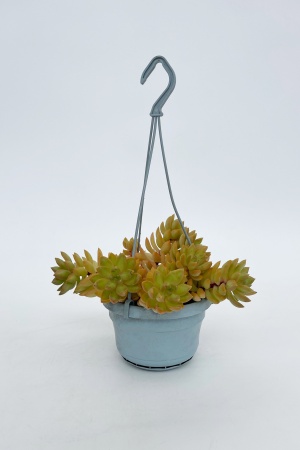 Sedum Nussbaumerianum 25cm x D14