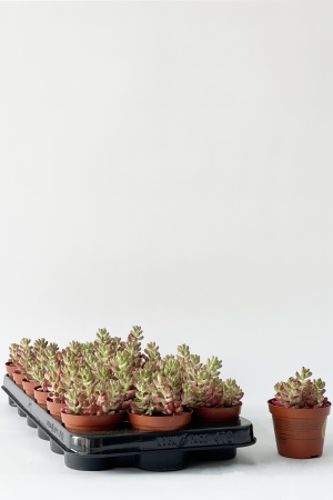 Sedum Rubrotinctum 10cm x D5,5