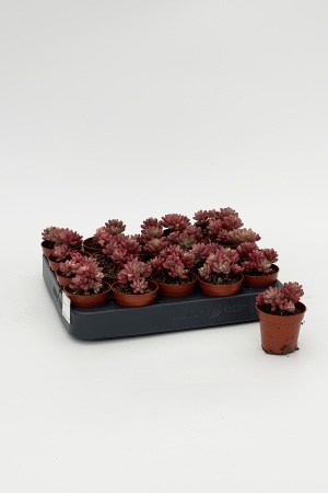 Sedum Rubrotinctum 10cm x D5,5