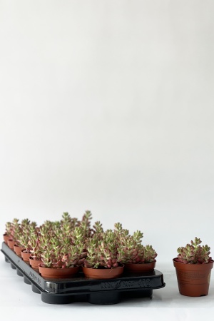 Sedum Rubrotinctum 10cm x D8,5