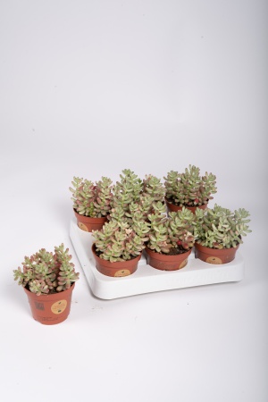 Sedum Rubrotinctum 13cm x D8,5