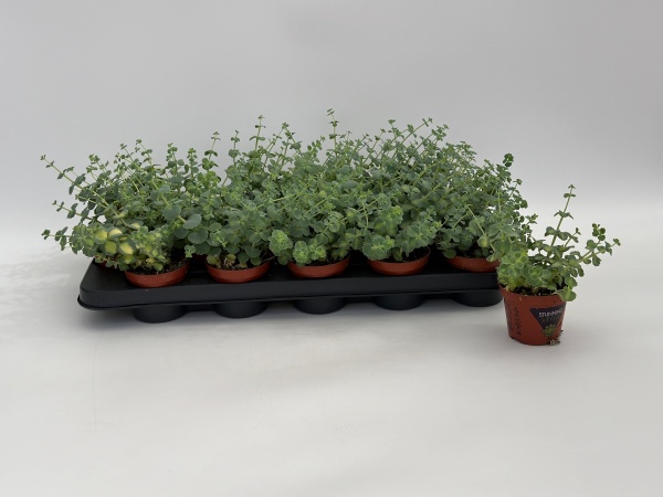 Sedum Sieboldii Mediovariegatum 40cm x D15