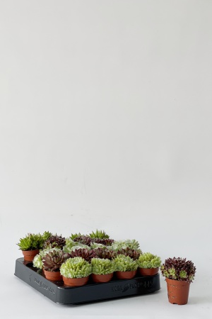 Sempervivum 8cm x D5,5