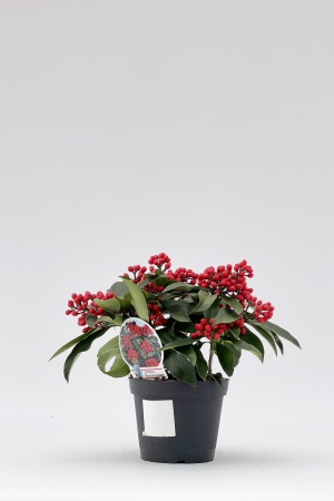 Skimmia Japonica Reevesiana 25cm x D15