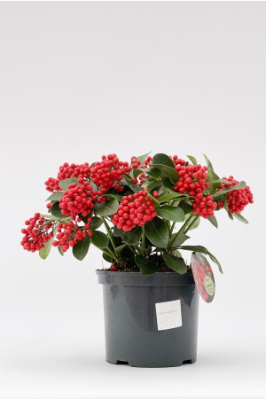 Skimmia Japonica Reevesiana 35cm x D23