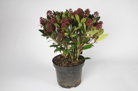 Skimmia Japonica Rubella 60cm x D26